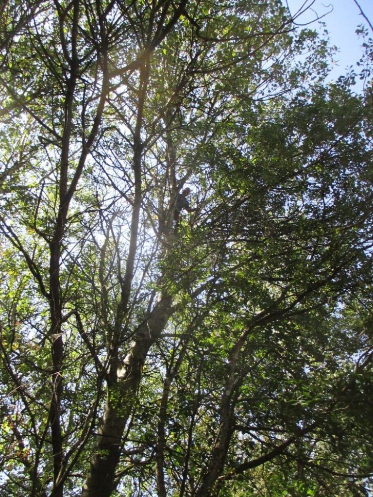 24.7 (18)